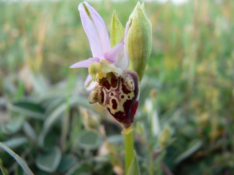 Ophrys fuciflora:  che strane !!!